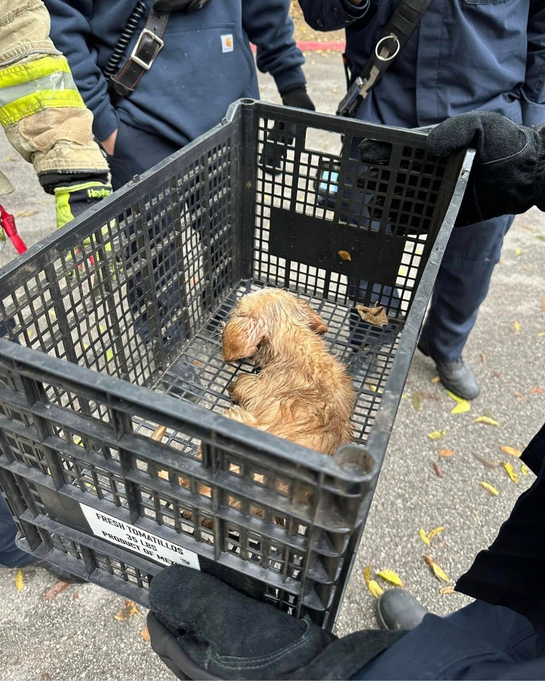 dog in basket