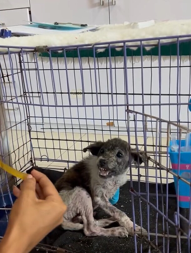 dog in cage looking at woman holding tape