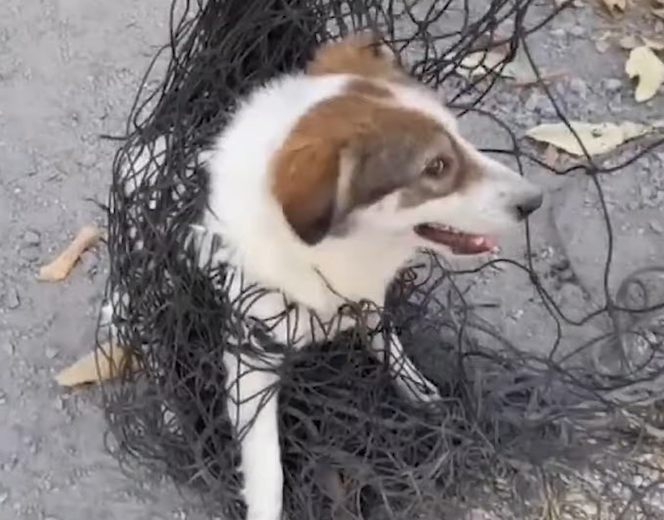 dog in giant net