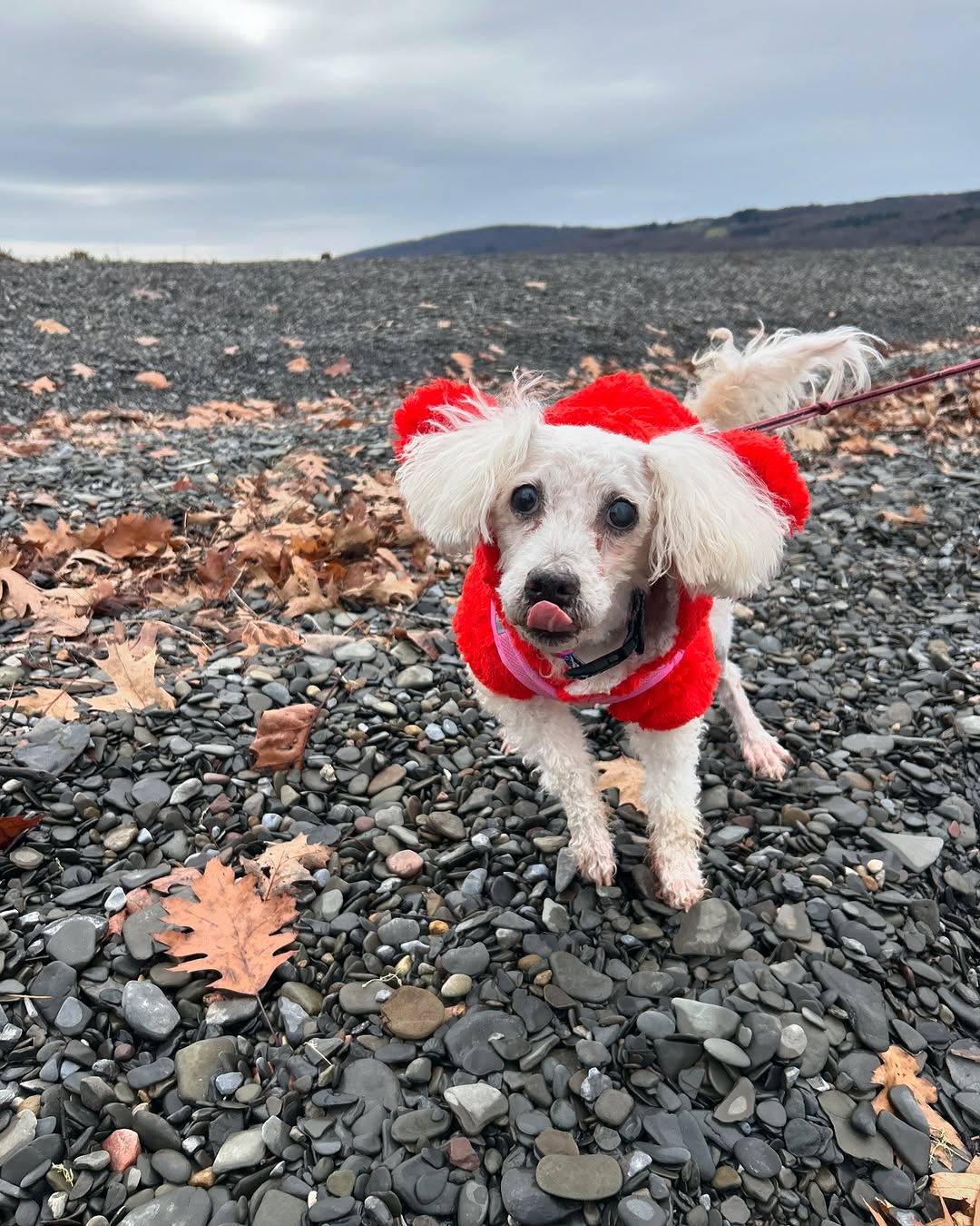 dog in red sweater outdoor