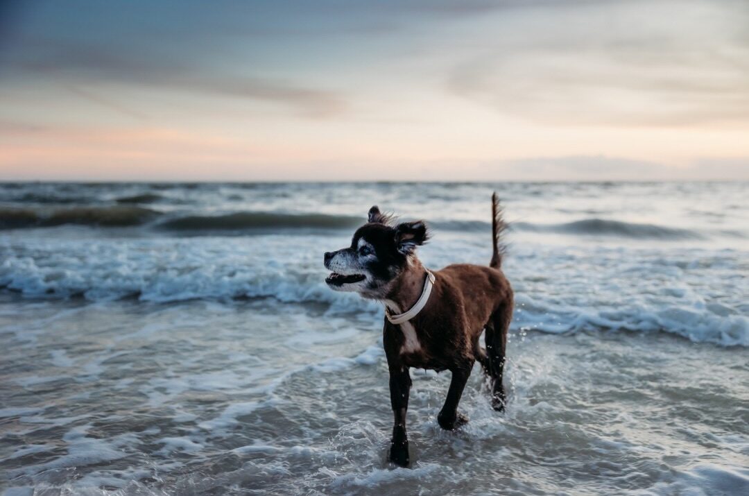 dog in the sea