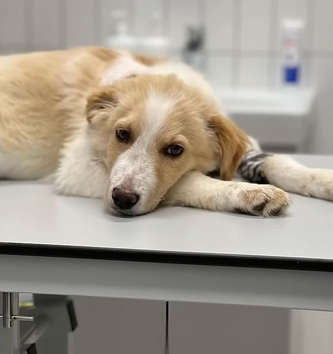 dog laying on a vets table