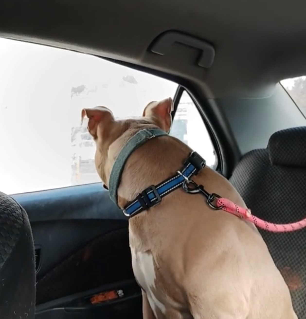 dog looks out the window while riding in a car