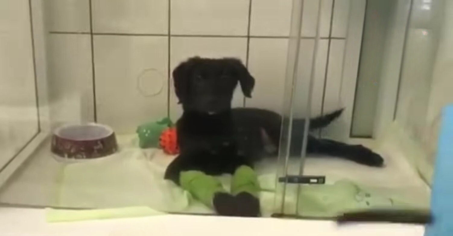 dog lying in bath area