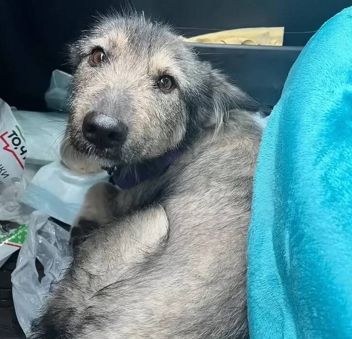 dog lying in the car