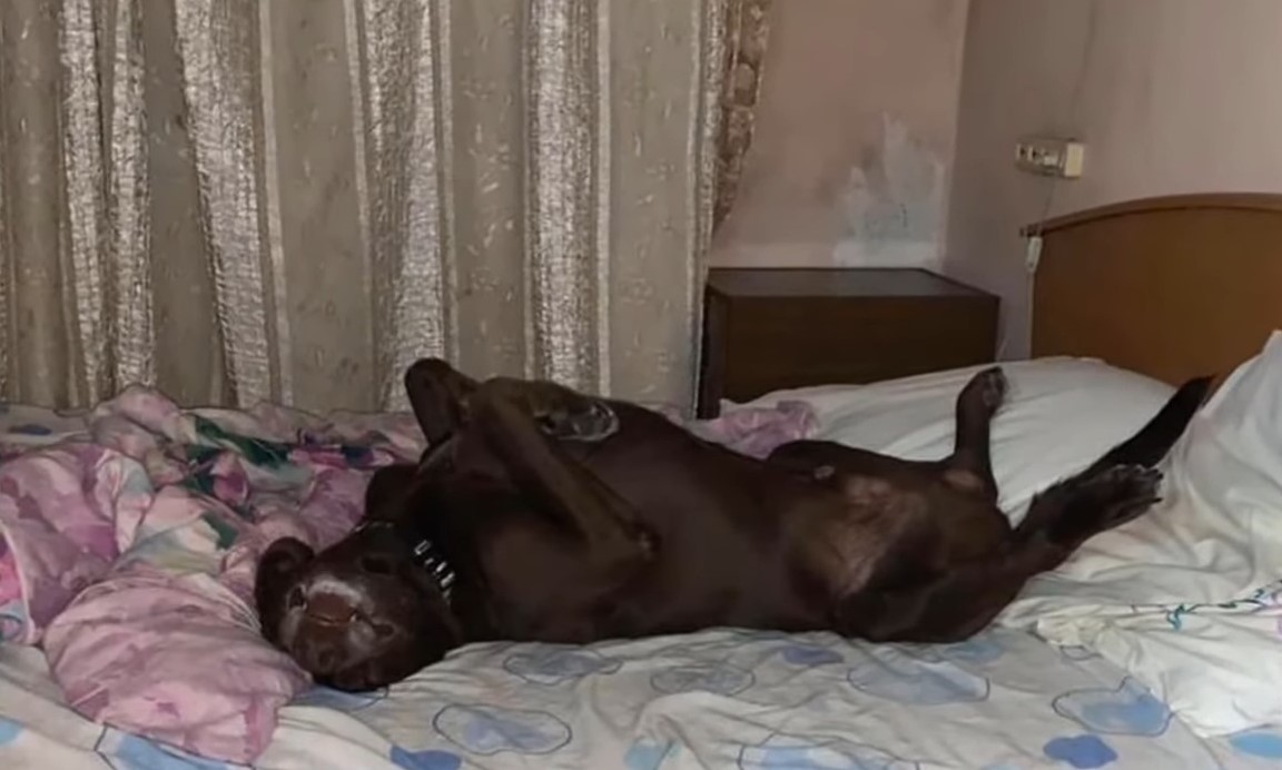 dog lying on back on the bed