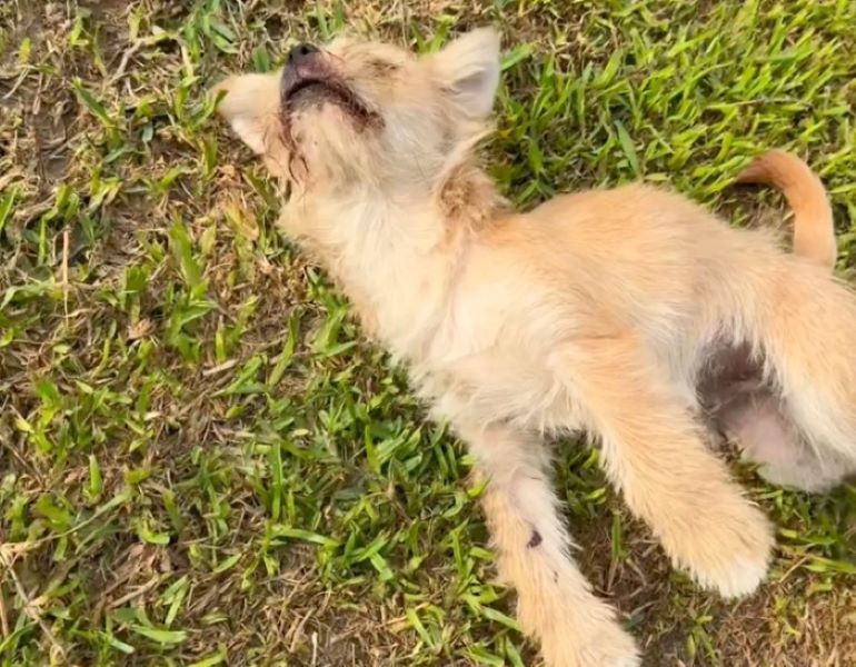 dog lying on grass