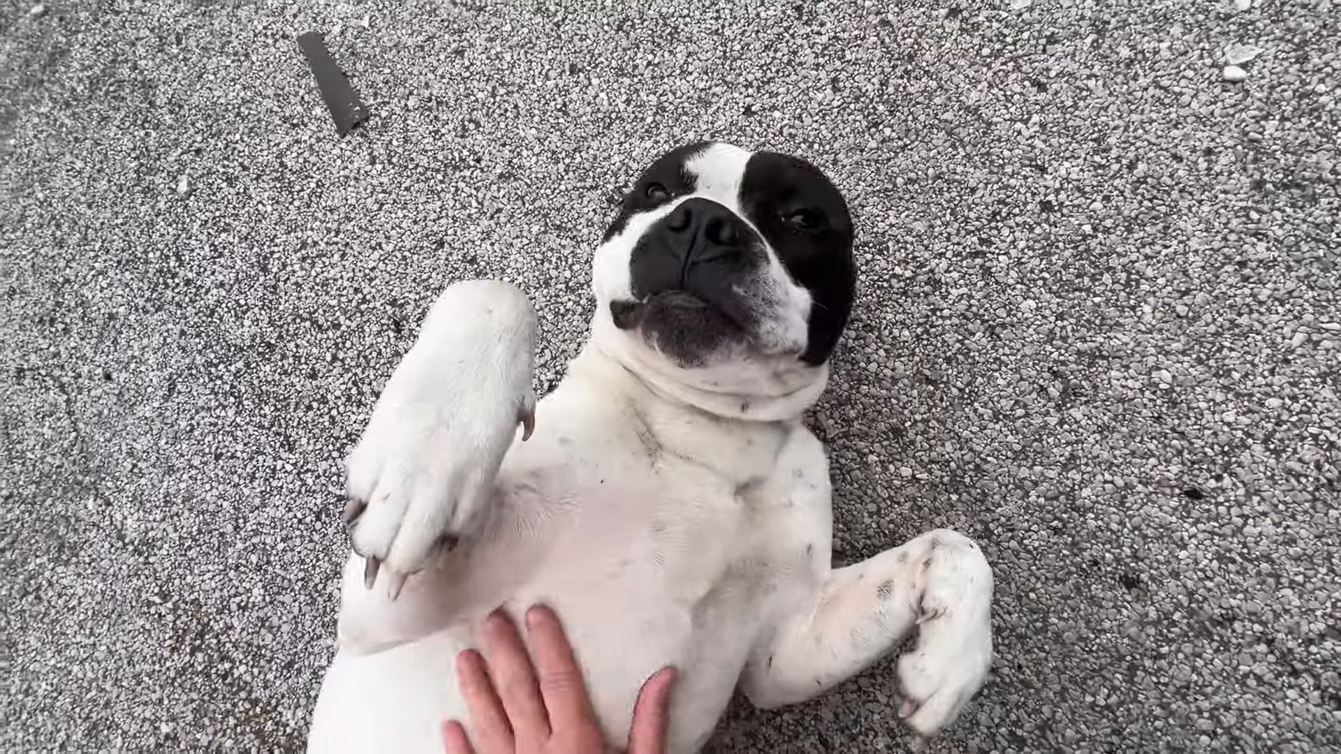 dog lying on his back