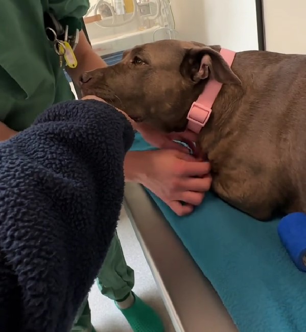 dog lying on table with his owners around