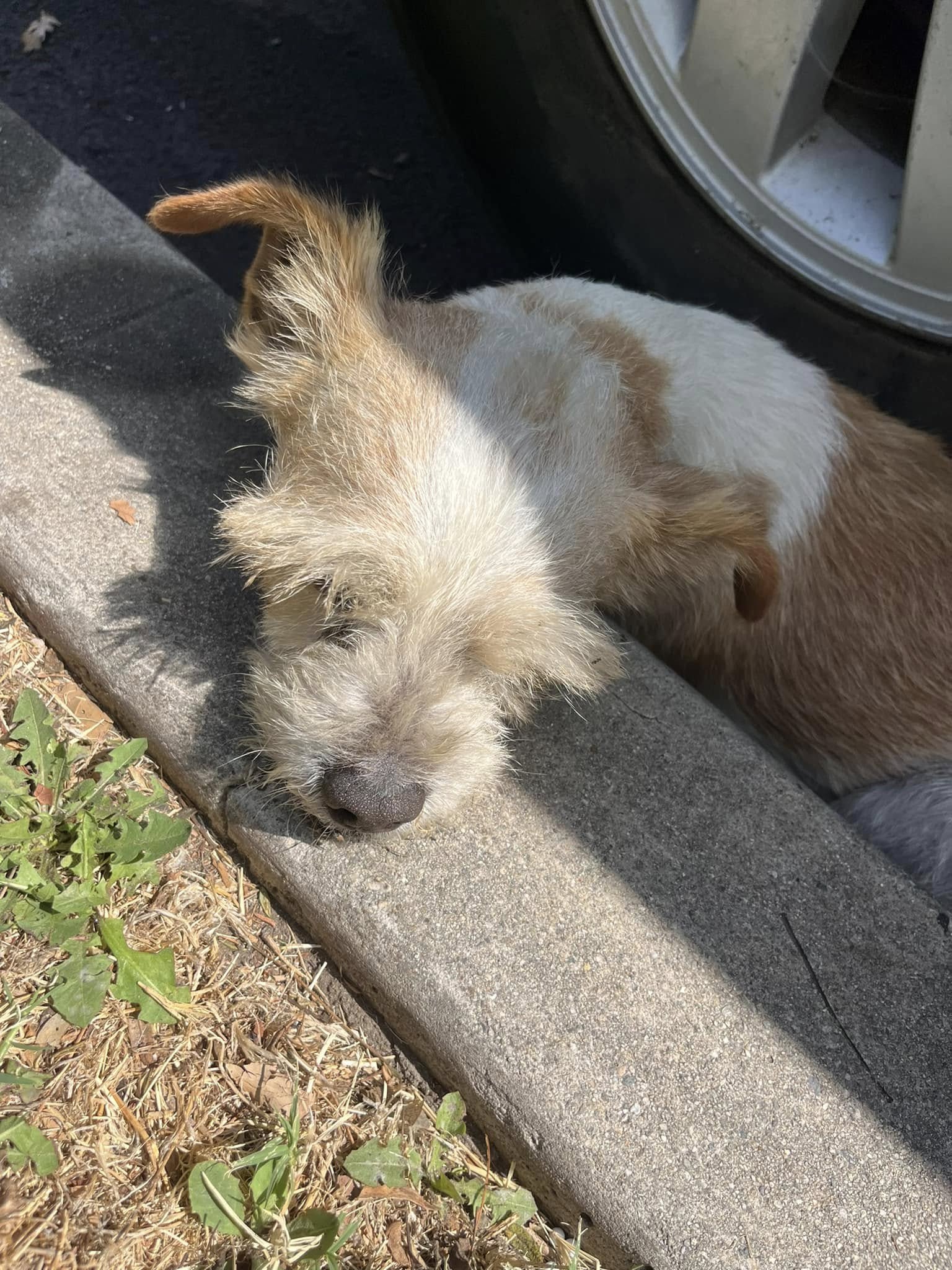 dog lying on the curb