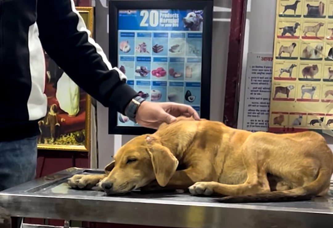 dog lying on the table