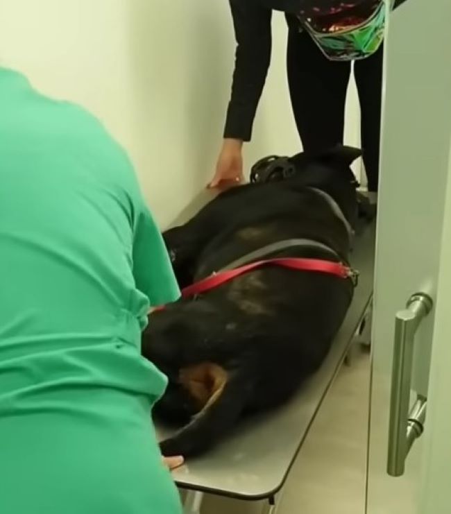 dog lying on vet table