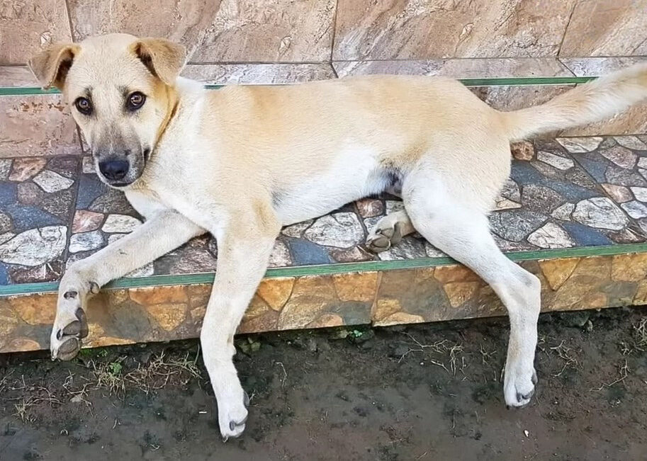 dog lying outdoors