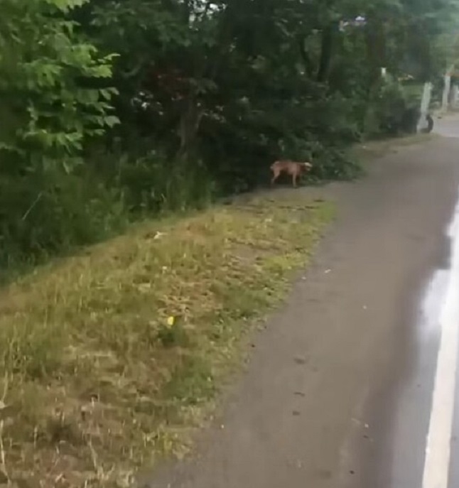 dog near road