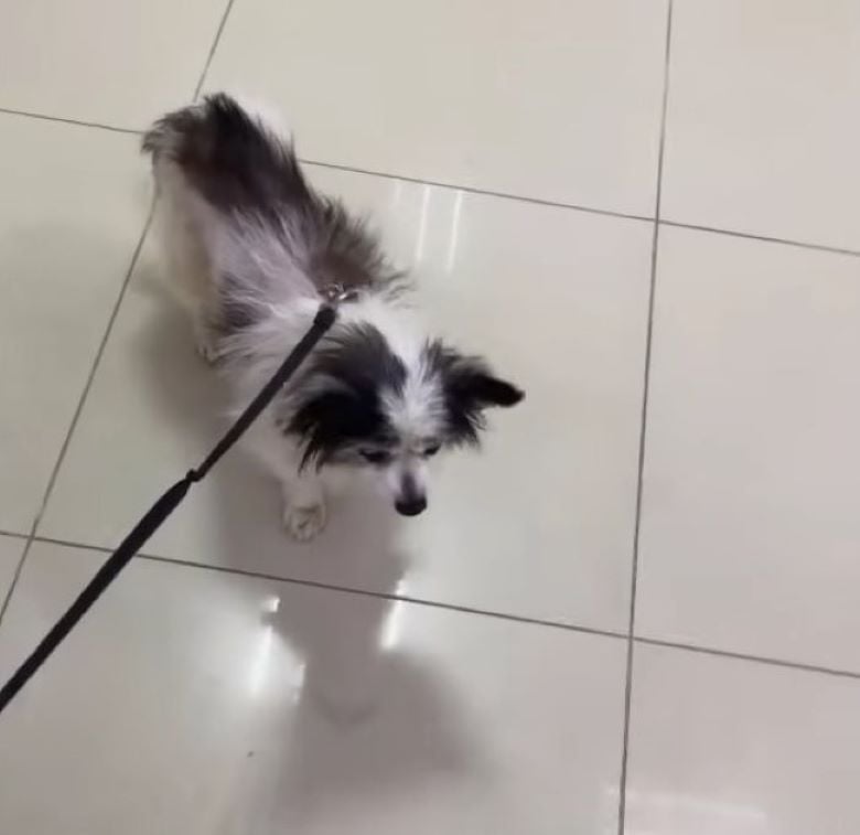 dog on a leash