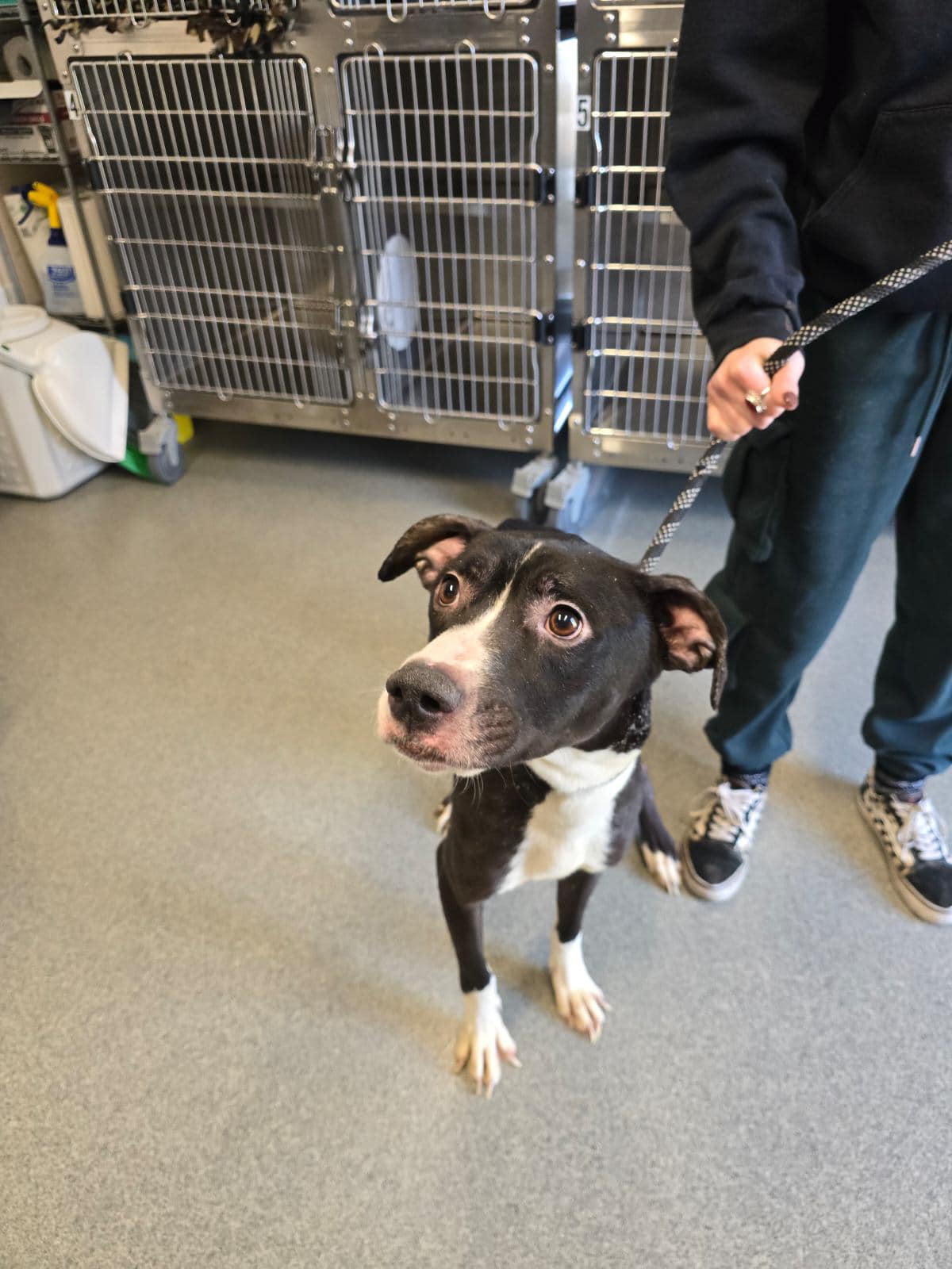 dog on a leash at the shelter