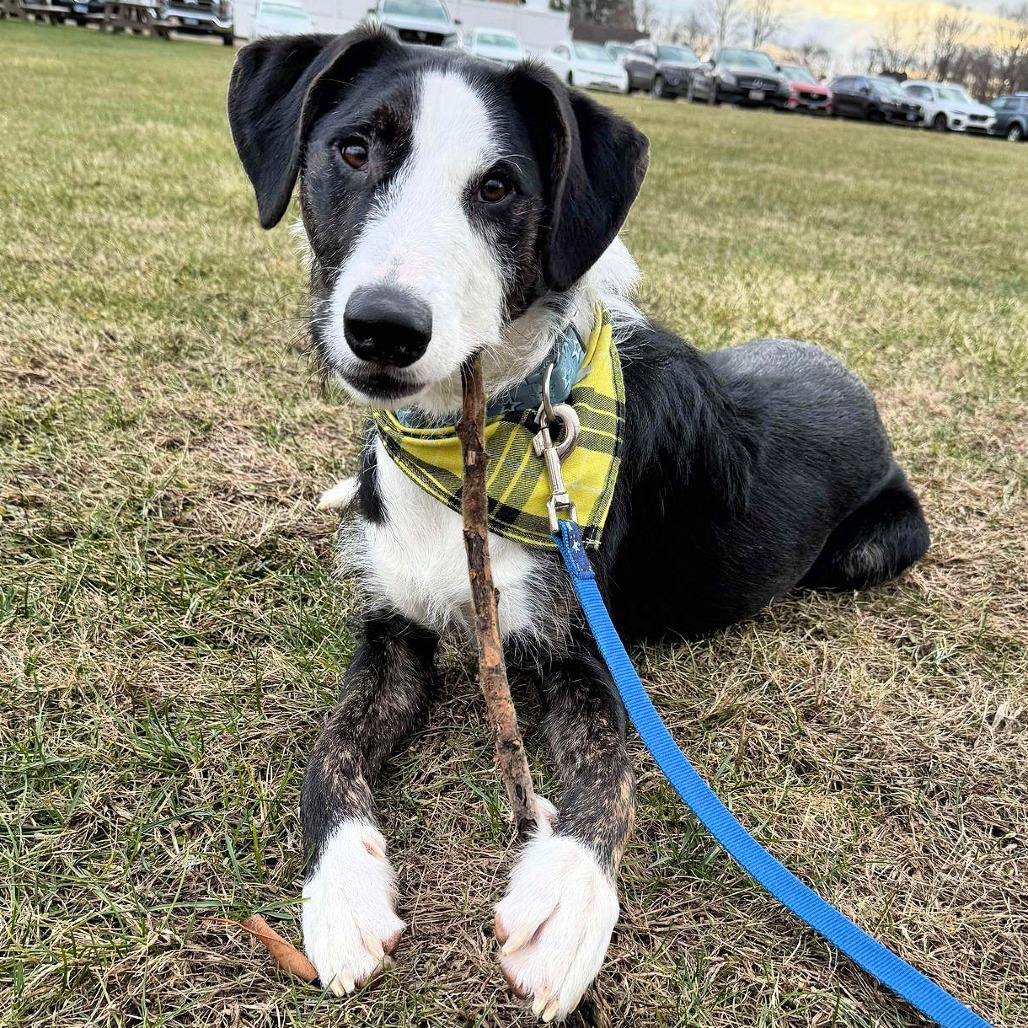 dog on the grass