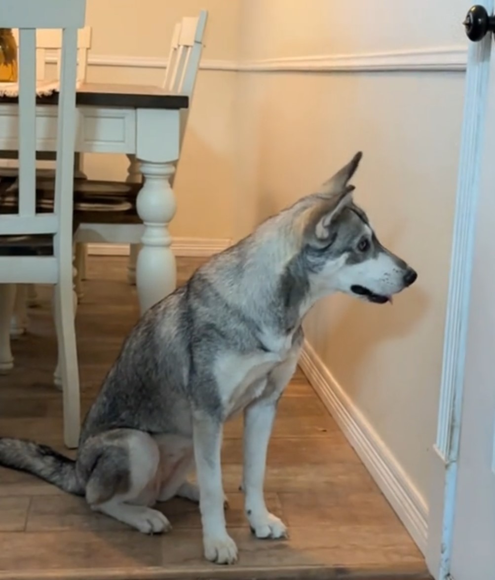 dog sitting at home and looking through hole in wall