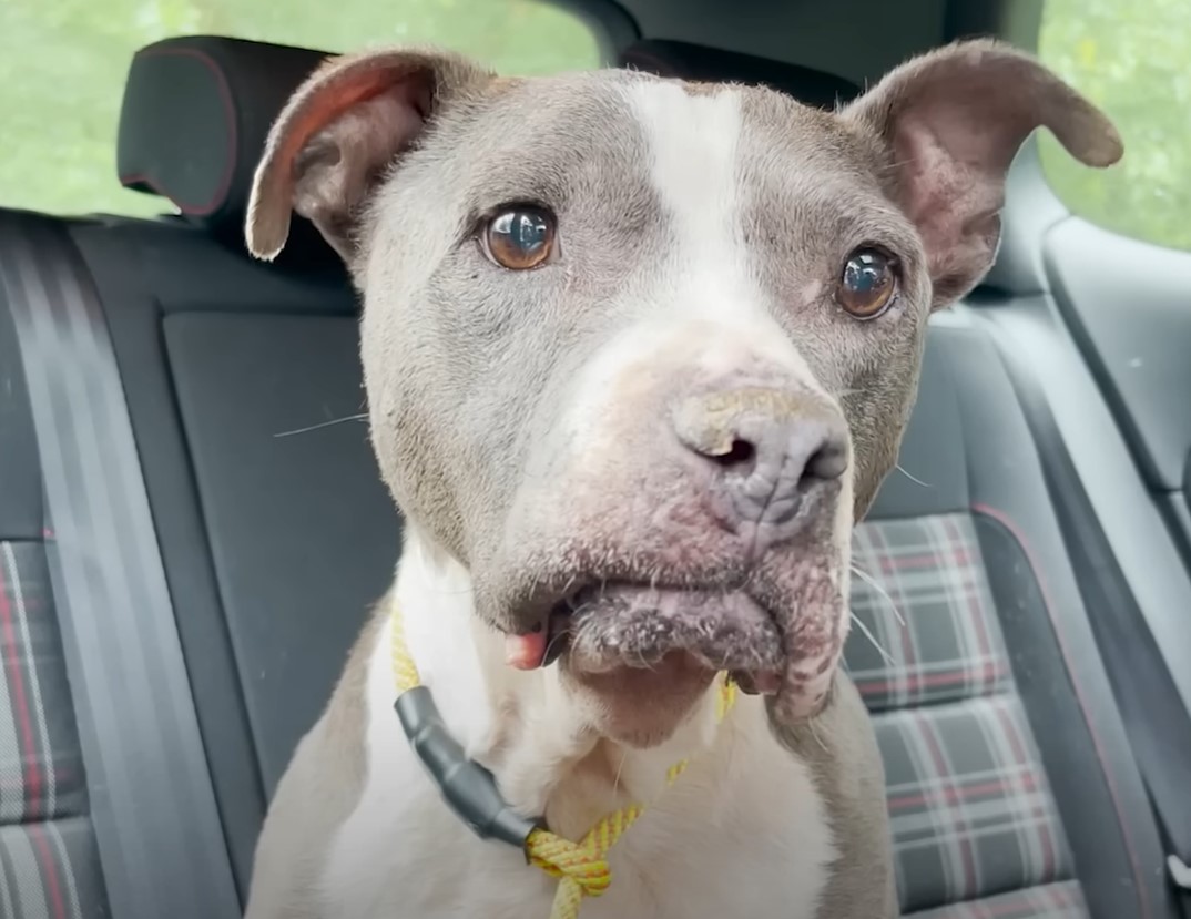 dog sitting in car