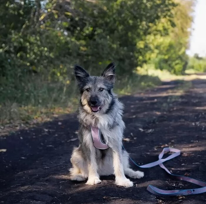 dog sitting in woods