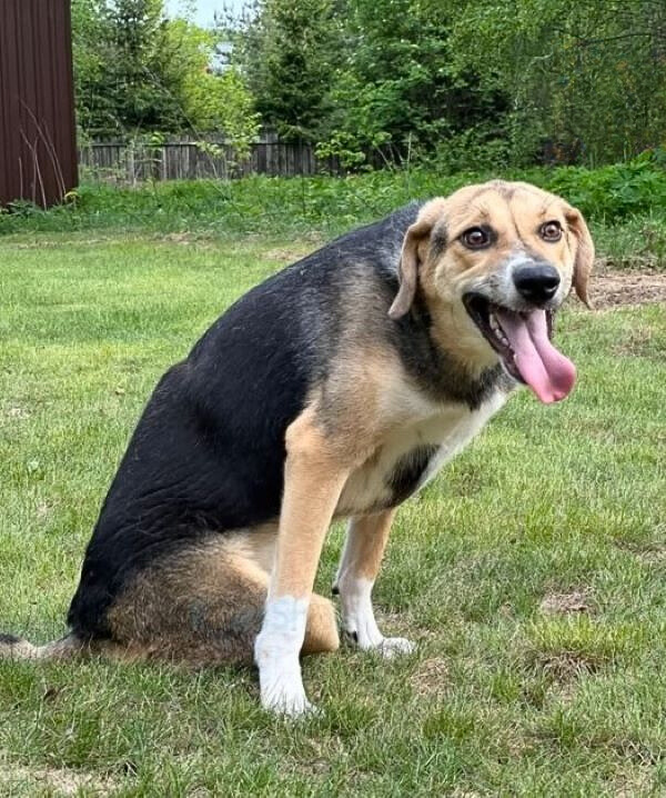 dog sitting on grass