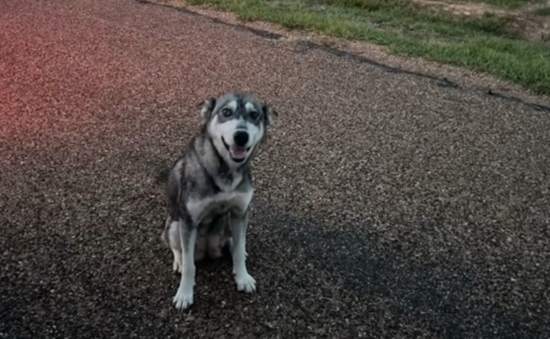 dog sitting outdoor in yard