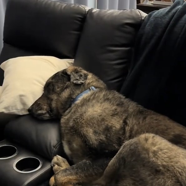 dog sleeps on couch