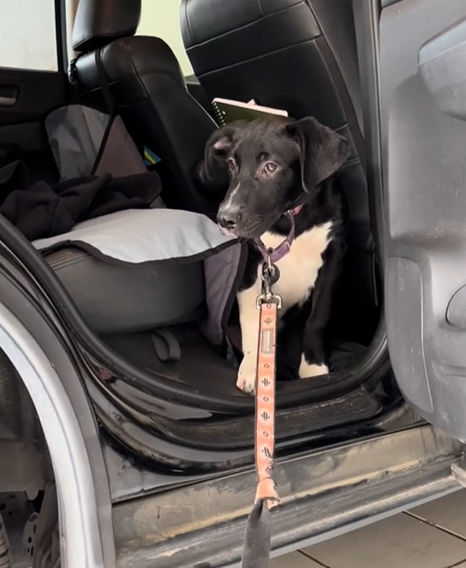 dog standing in the car