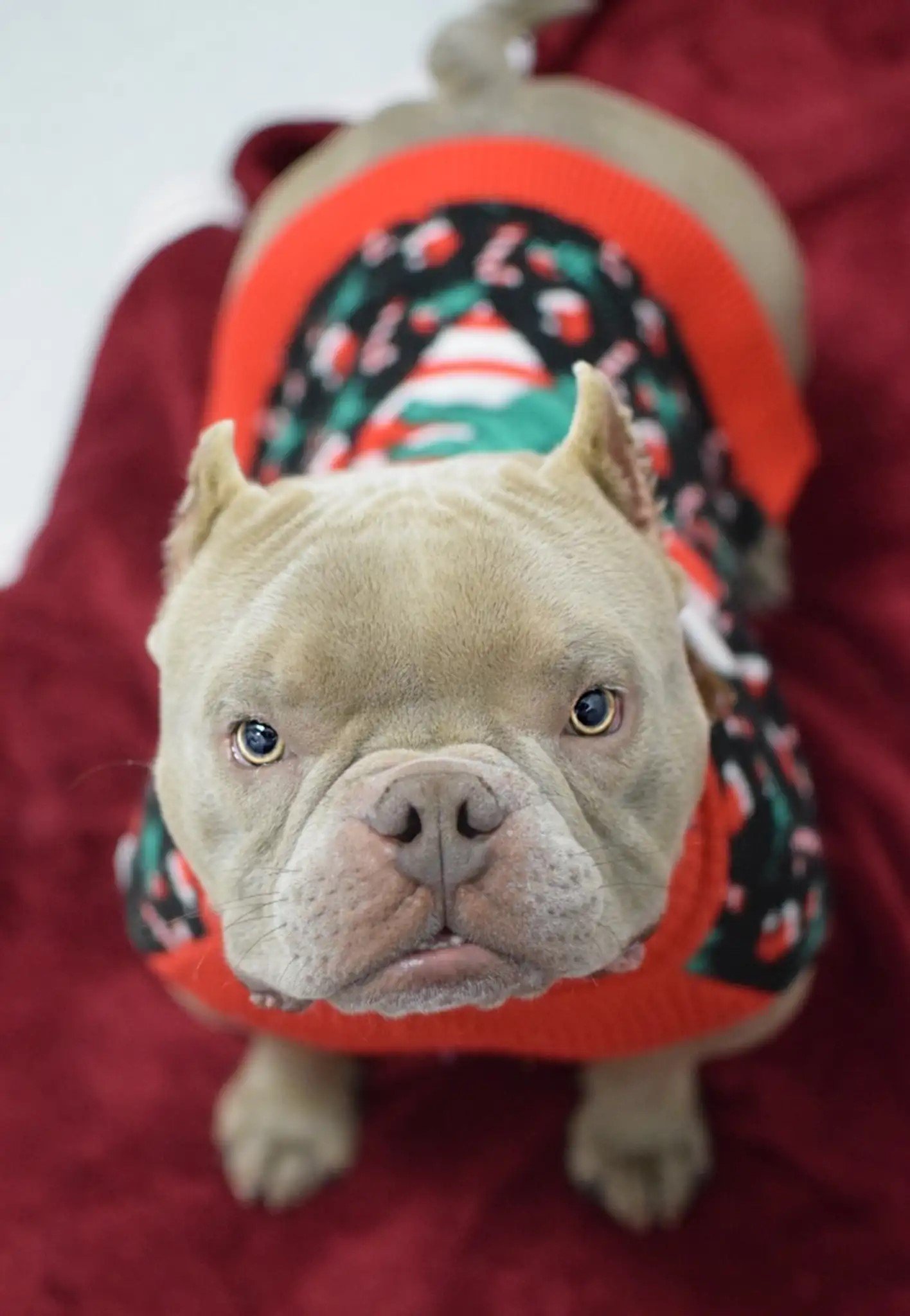 dog standing on red blanket in sweater