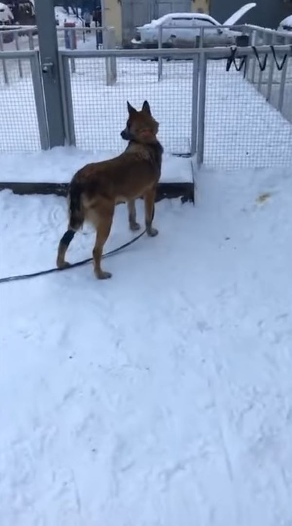 dog standing on snow