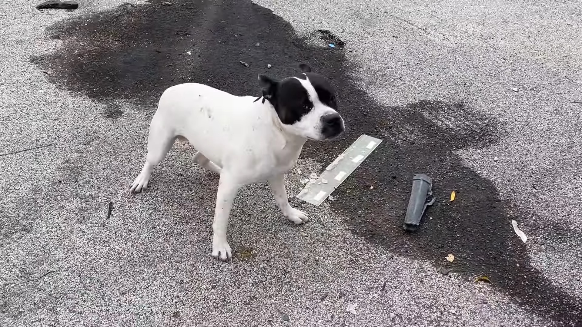 dog standing on the street