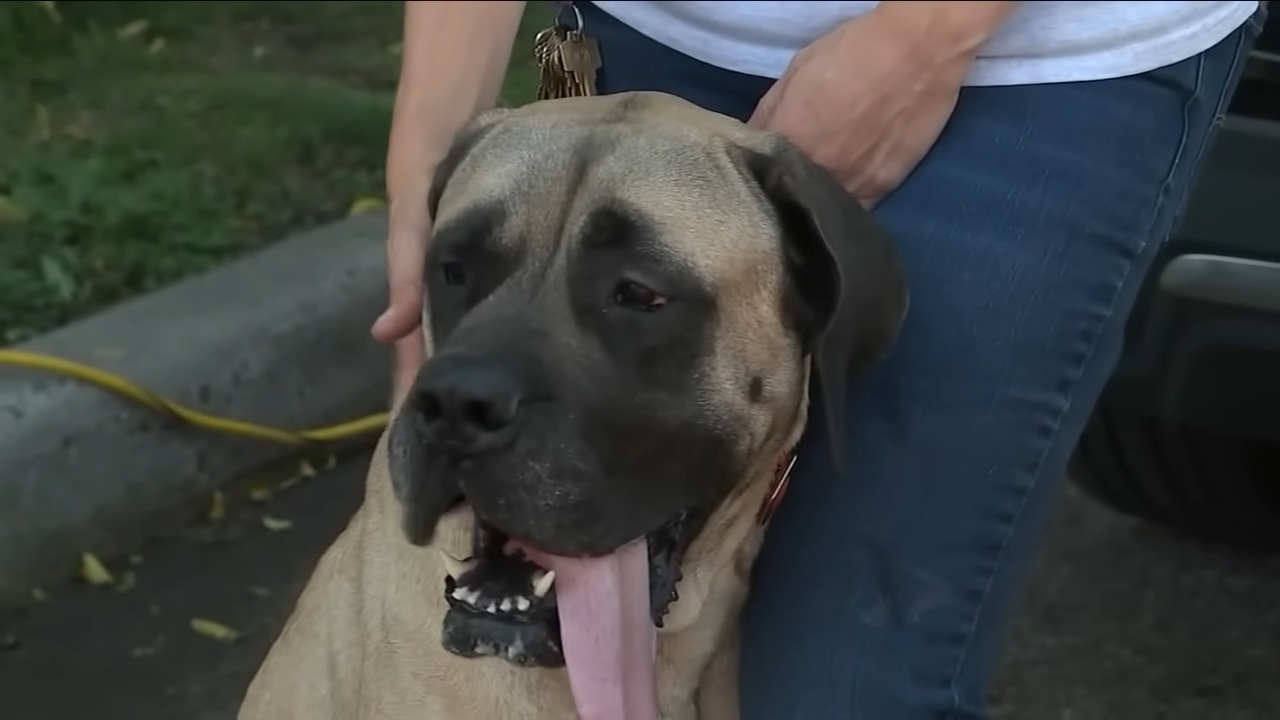 dog sticking its tongue out