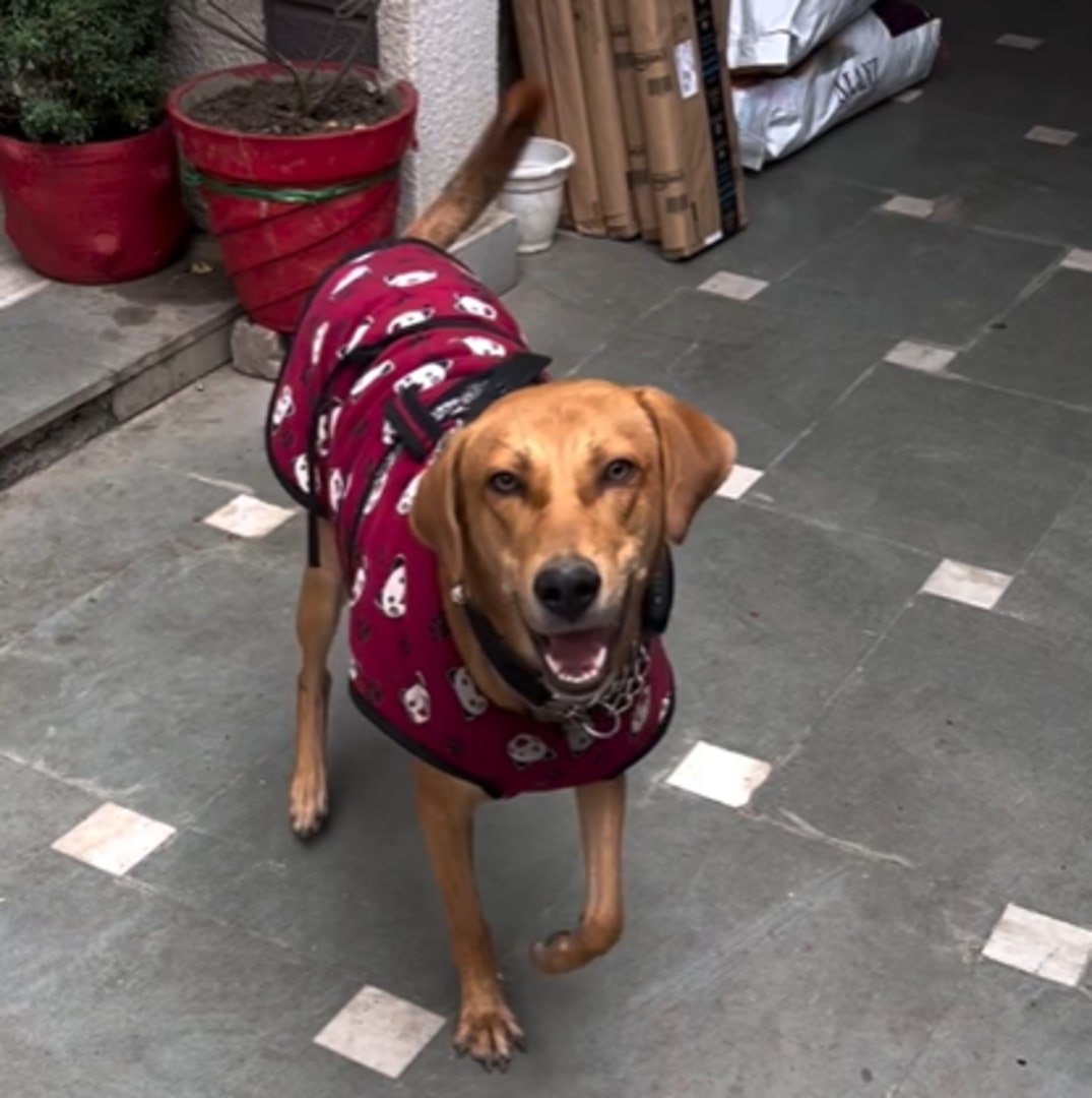 dog wearing a jacket