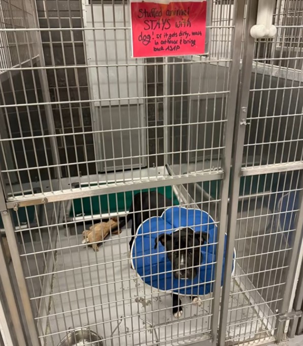 dog with a blue collar in a cage