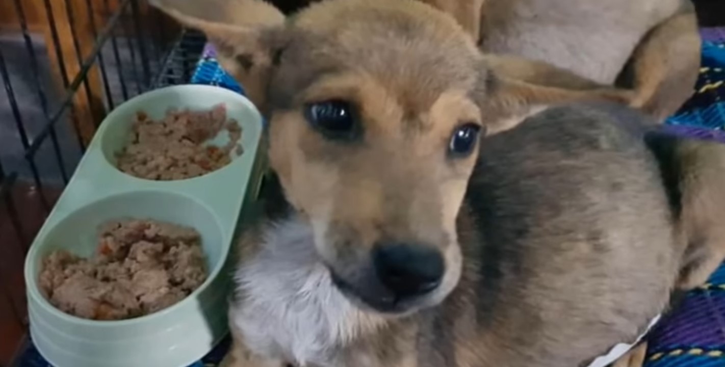 dog with bowl of food