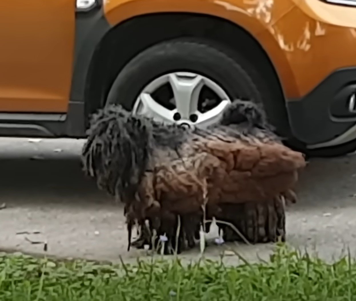 dog with dirty fur