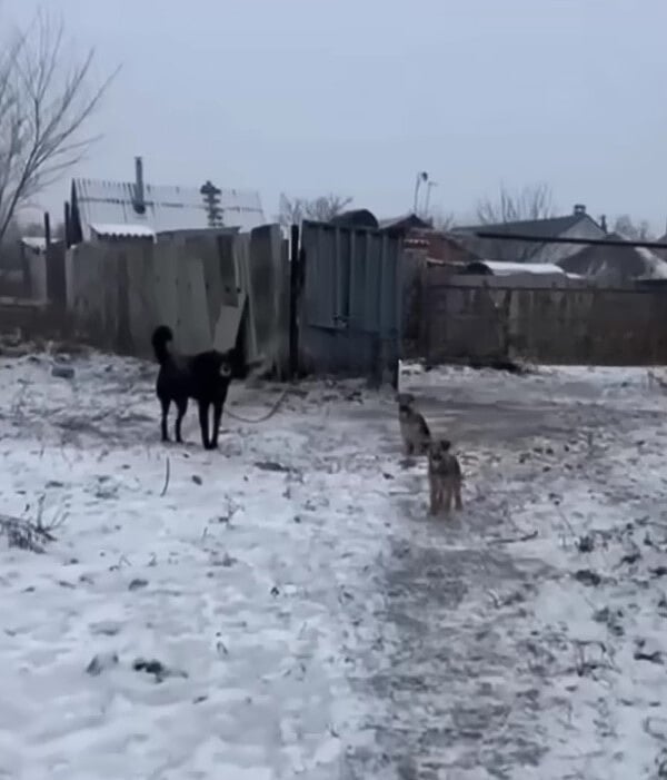 dogs abandoned on the snow