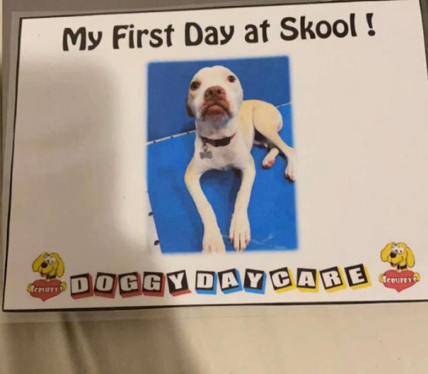 dog's first day at school sign