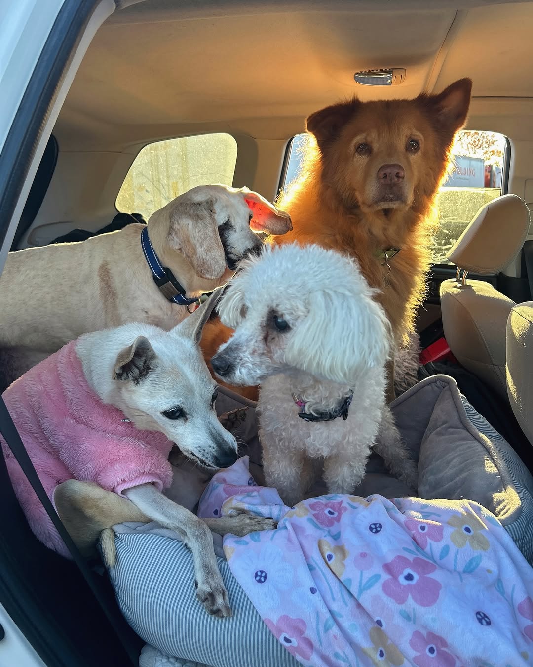 four dogs in the car