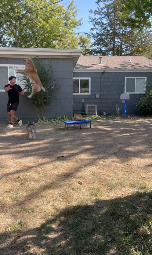 funny dog jumping from trampoline outdoor with man behind