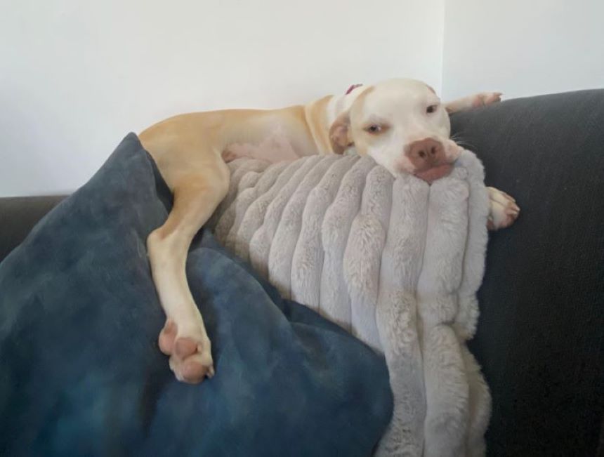 funny dog lying on couch