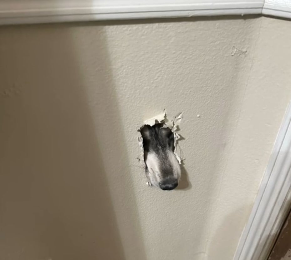 funny dog peeking from hole in the wall