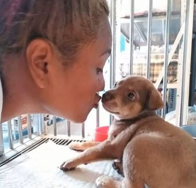 girl kisses brown puppy in cage