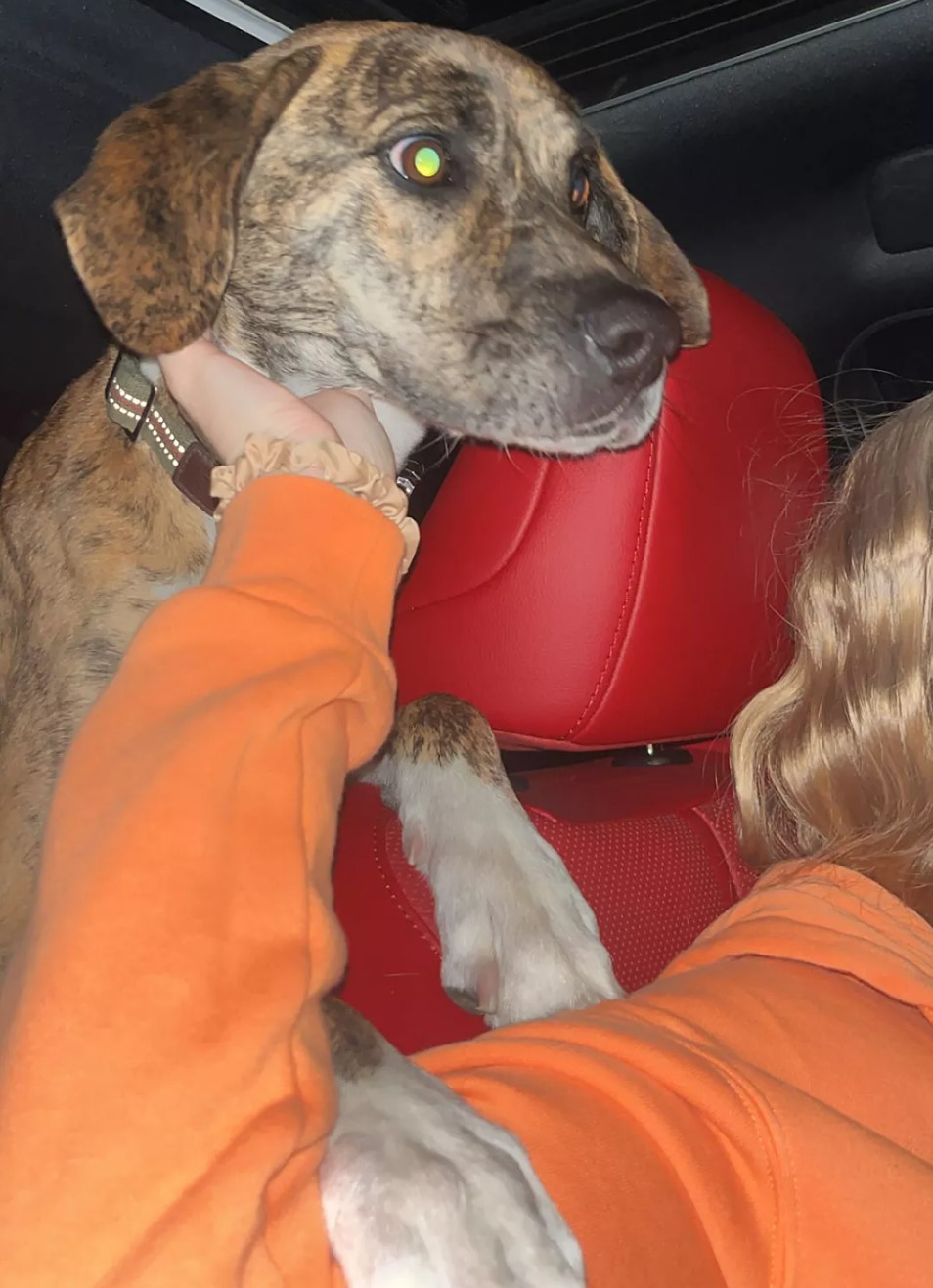 girl petting dog while driving