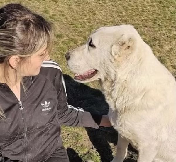 girl with a cheerful dog