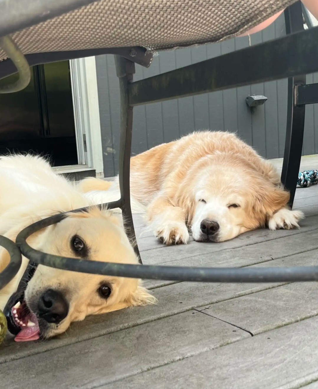 golden retrievers on the floor lying