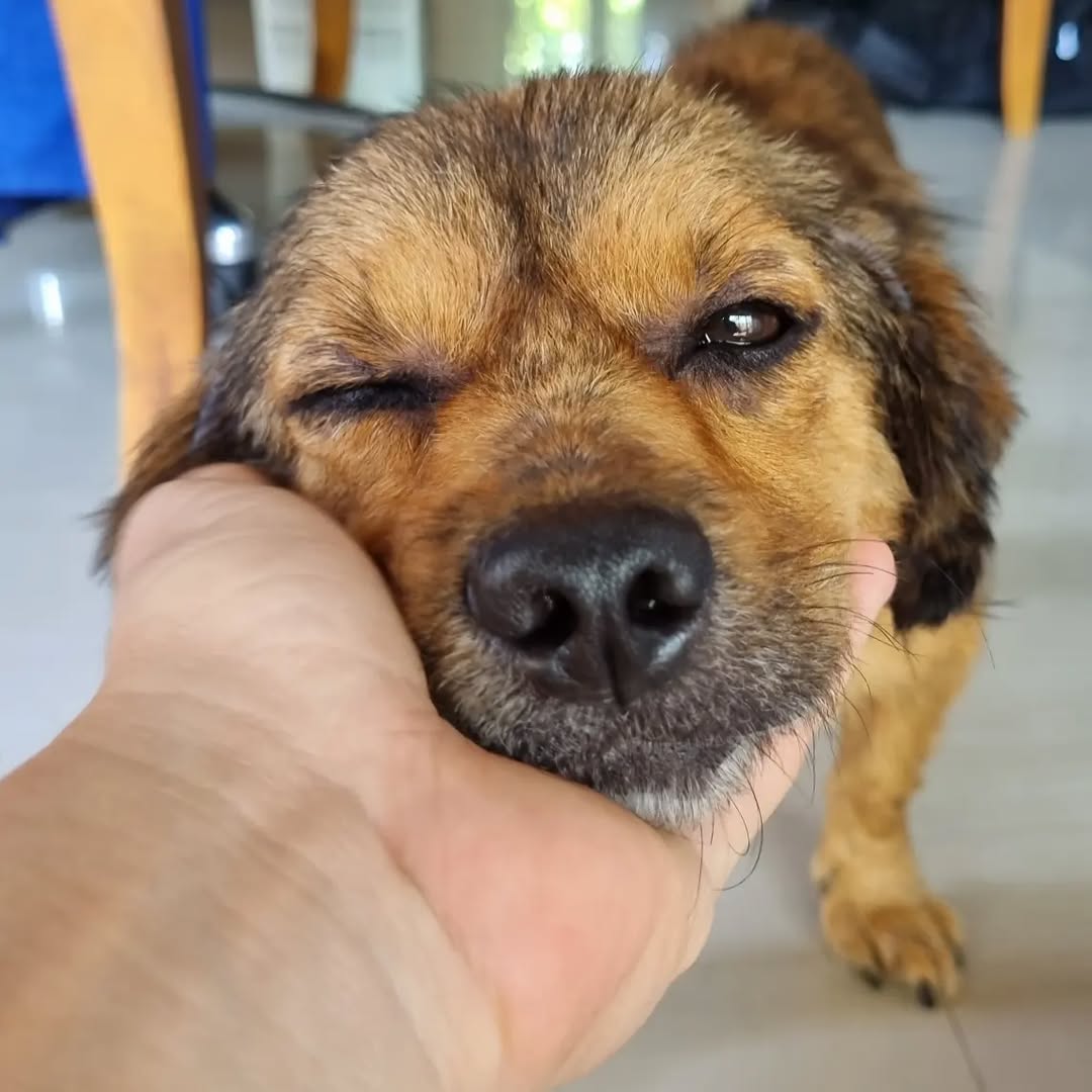 hand holding dog's head