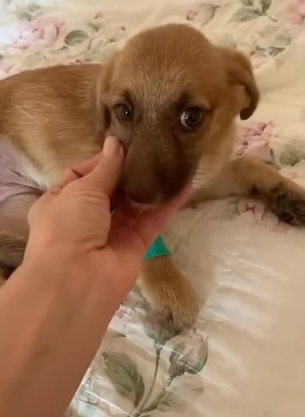 hand petting a puppy