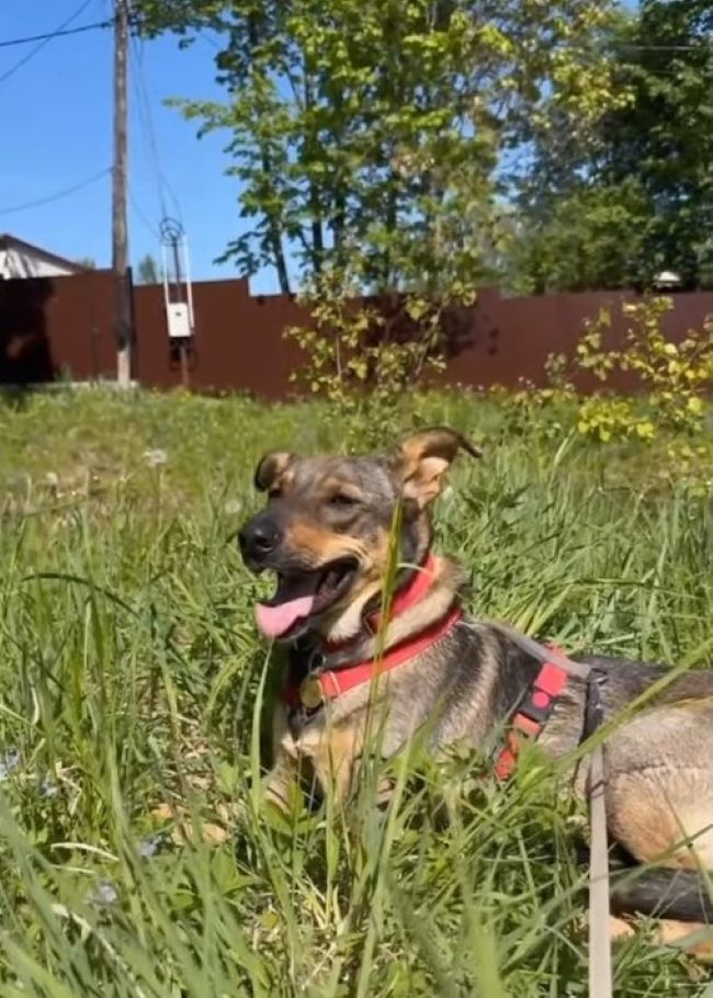 happy dog laying in grass