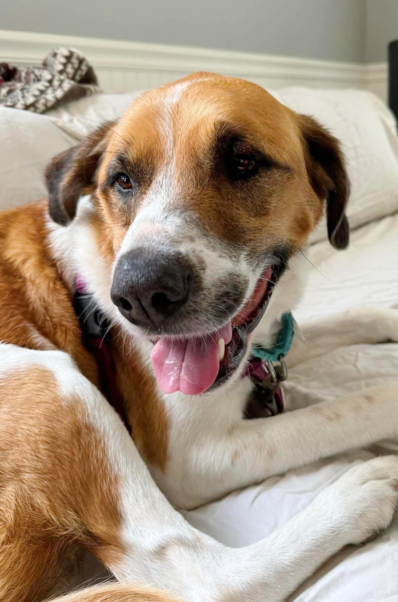 happy dog lying on bed